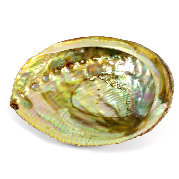Abalone Shell (9-10cm)