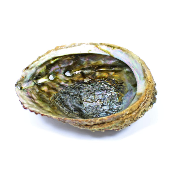 Abalone Shell (13cm)